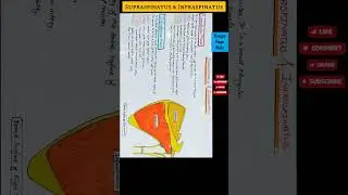 Supraspinatus and Infraspinatus