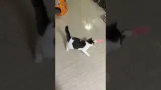 Laser pointer 