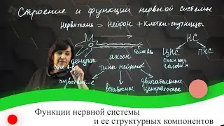 Функции нервной системы и ее структурных компонентов. 7 класс.