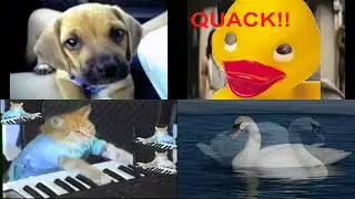 Animals Sparta Remix Quadparison