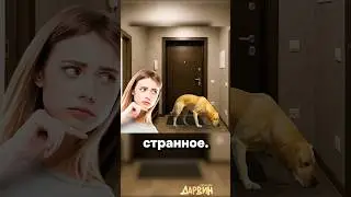 Джанго освобожденный