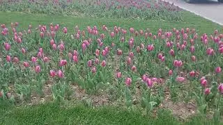 Тюльпаны в Ново-Переделкино (16.05.22)