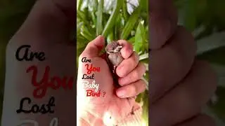 Found this poor little baby bird early in the morning. He seem lost. I’m stl trying to find his nest