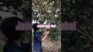 Jambu item 