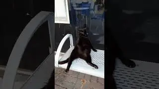 The Cat Who Knew Zen. 😽💤 | Кот, который познал Дзен. 🙏😌