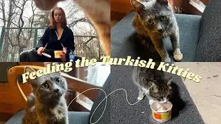 Come Feed the Turkish Kitties with Brandy G