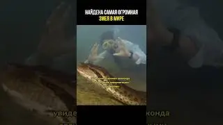 Самая большая змея в мире