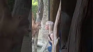 This cheeky orangutan tried his luck with his lucky zoo goer 🤣