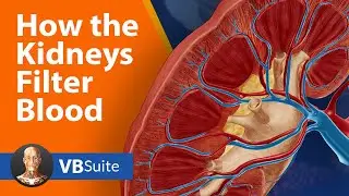 Visible Body | How the Kidneys Filter Blood