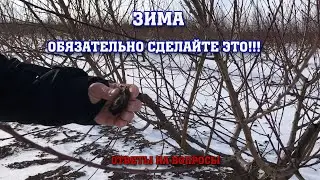 Обязательно сделайте это в саду зимой!!!