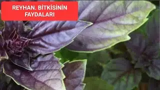 Reyhan bitkisinin faydaları ve nasıl tüketilmeli 🍀Faydalı bitkiler doğadaki şifa🌿şifalı nitkiler