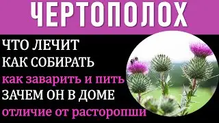 ЧЕРТОПОЛОХ - это вид РАСТОРОПШИ:  лечение и рецепты. Польза травы - ОТ РАН, ЯЗВ, стрессы, бронхиты