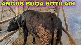 700 KG ANGUS BUQA SOTILADI