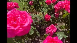 Tis the Rose Season
