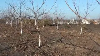 Уплотненная схема посадки интенсивного сада грецкого ореха. Оптимальное решение.