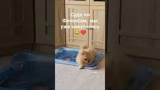 А Вы куда поедете? 😂❤️❤️❤️ #собака #животные #шпиц #pomeranian