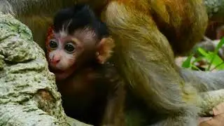 RESCUE BABY MONKEY & MUM,BRINN AND BABY BRITTANY RESCUE WITH BETADIN BUT NO SUCCESS