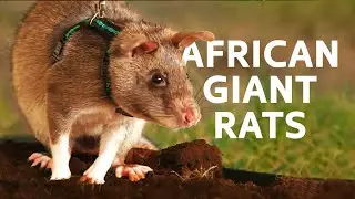 The Minesweeping Rats With The Most Dangerous Job In The World | Africa's Giant Rats