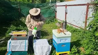 🔴 Когда не нужно перебирать всё гнездо в поисках матки. Видео по пчеловодству для начинающих 2024 🔴