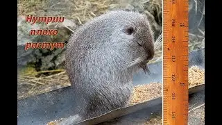ПЛОХО РАСТУТ НУТРИИ + ОТВЕТЫ НА ВОПРОСЫ.
