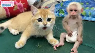 Monkey BiBi plays friendly with cute cat