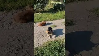Не надо дразнить собак так как я здесь делаю 😜🐕🤪