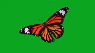 Butterfly Animation Green Screen Video | Butterfly 3D Animation Green Background Loop