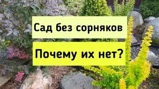 Сад без сорняков.Почему их нет?