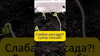 Слабая рассада? Супер подкормка!  