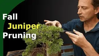 Critical fall pruning of Juniper Bonsai