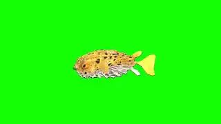 Green Screen Ocean Creatures / blowfish / jellyfish / starfish / nautilus video effects