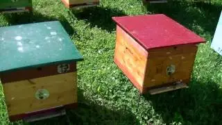Расширение пасеки отводками
