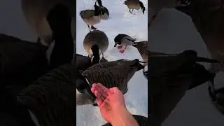 Duck Pretends To Be A Goose