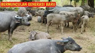 TERNAK KERBAU DIMUSIM PANAS - BANYAK GENERASI BARU