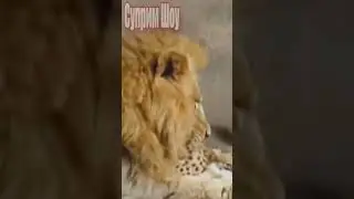 Злой Лев Против Гепарда
