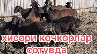 тоза хисори кочкорлар сотувда ☎️+998998539017