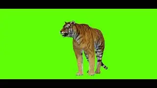 Tiger Green screen video