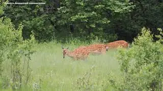 Оленья рапсодия и один изюбрь🦌