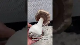Almond Mushrooms 