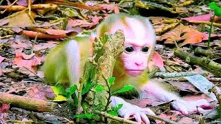 I/nnocent Baby Monkey Left Without N/ourishment by Mother