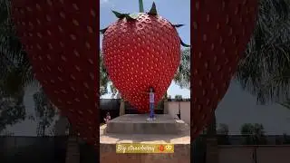 #fruitsong#aves  #stawberry#trendingsong  #bigstawberry🍓😳#vacation #viral #@LearnShinewithOVI