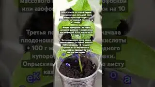 ПОДКОРМКИ ОГУРЦОВ