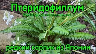 Птеридофиллум (Pteridophyllum racemosum). Редкий карлик из Японии