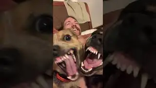 Two Dogs Yawn In Unison