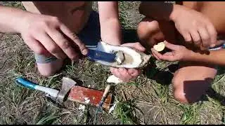 устрицы НЕ в ресторане!)))))