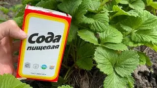 I was shocked! Helped Immediately! Gave Soda to Strawberries, Currants and All Other Crops and All