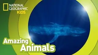 Blue Whale 🐳 | Amazing Animals