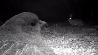 Заяц, и Куропатки за ним! Преследование продолжается! / Grey partridges chase a hare!