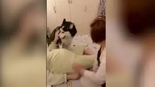 Поразительная собачья верность