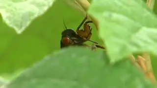 Cicadas noise bringing out snakes and resulting in calls to Durham County Sheriff's Office